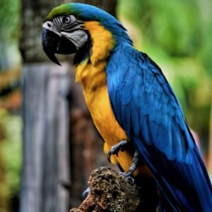 Amazon Parrot